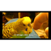 Parakeet Bird Video 1