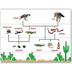 desert biome Food chain