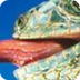 Green iguana