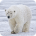 Polar bear - Wikipedia