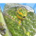 Reptiles | Educational Video 