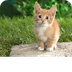 Photo animalière