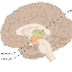 Diencephalon