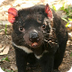 Tasmanian Devil Facts | Austra