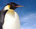 Emperor Penguin Facts Fo
