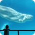 Beluga Whale-Vancouver