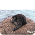 Sea otter gives birth outside 
