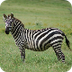 Zebra Puzzel