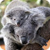 ZooBorns