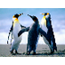 KidZone Penguin Facts