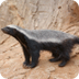 Adopting a Honey Badger