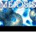 Meiosis Video