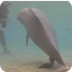 Dolphin Give Birth on Camera.B