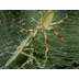 Spiders (Discovery Channel)