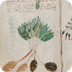Voynich Manuscript 