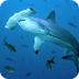 Tiburon martillo (WB)