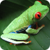 KidZone Frog Facts