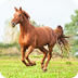 Emmers Equestrian - Homepage
