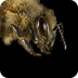 Honey bee photo to sketch