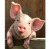 porco | Cerdos mascotas, Tarje