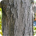 Tree Bark ID