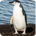 Penguin Cam