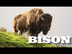 All About American Bison (aka
