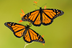 Monarch Butterfly Site