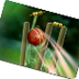 Cricket Techniques