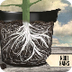 Healthy plant roots