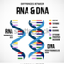 ADN VS ARN