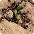 Fire Ants Facts for Kids 