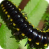 Millipede (Diplopoda) 