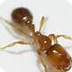 BioKIDS - Thief Ant