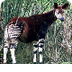 Okapi | San Diego Zoo Animals 
