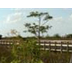 Everglades Wildlife Images
