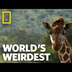 Giraffe Drool | World's Weirde