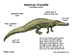 Crocodile Diagram