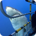 Great White Sharks | SHARK ACA
