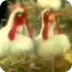 The Muppet Show Chickens 