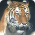 Tiger - Toledo Zoo