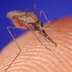 CDC - Malaria - About Malaria