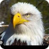 Eagles Cam