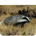 AZKONARRA