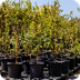 A Guide to Planting Trees