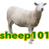 Sheep 101 - Breeds of Sheep A-