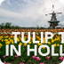 16.Tulip Time In Holland 