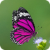 Nat Geo Butterfly Lifecycle