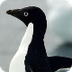 Adelie Penguins