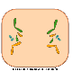 ETAPAS MITOSIS